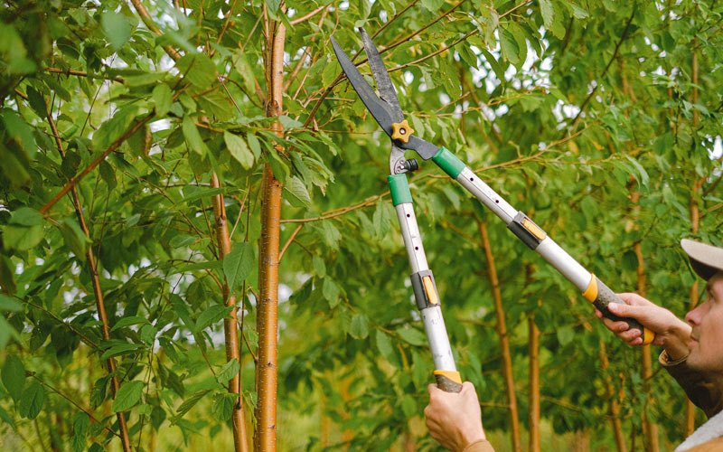 Tree trimming in Meadow Creek, WV